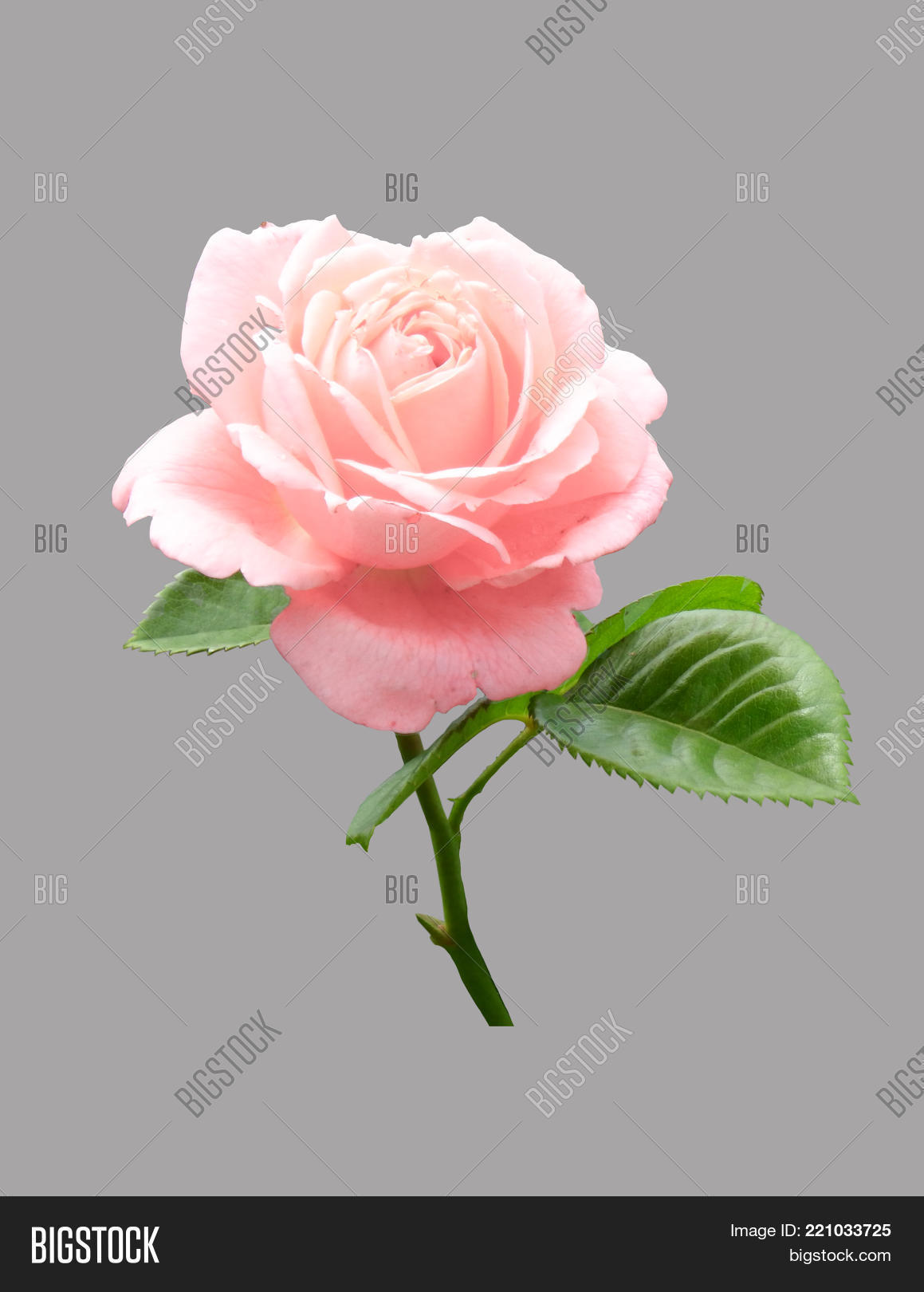 Image Preview