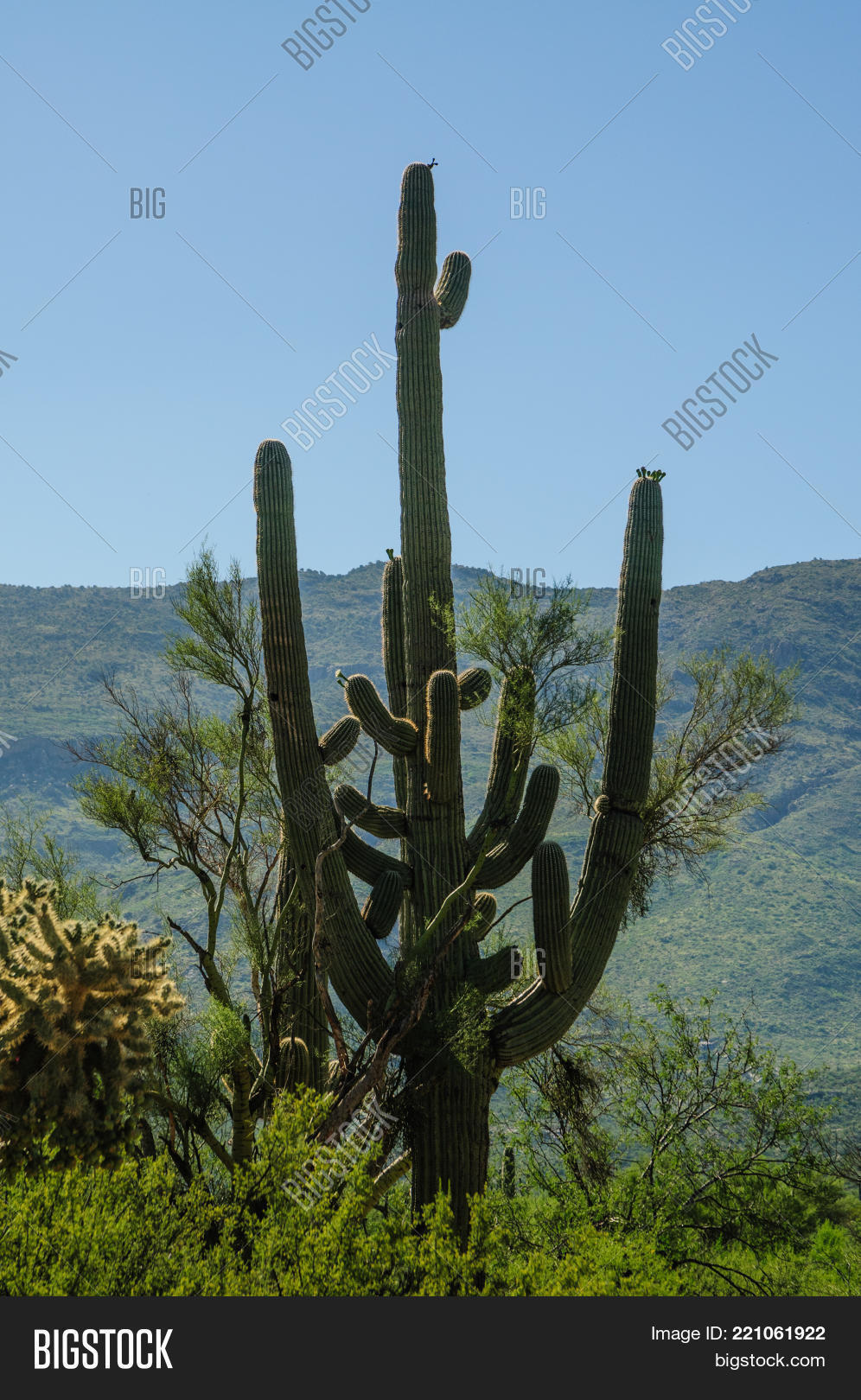 Giant Saguaro One Image Photo Free Trial Bigstock
