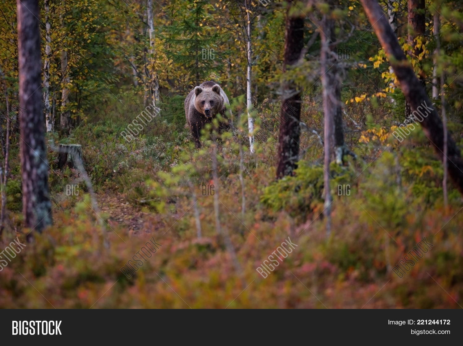 Image Preview