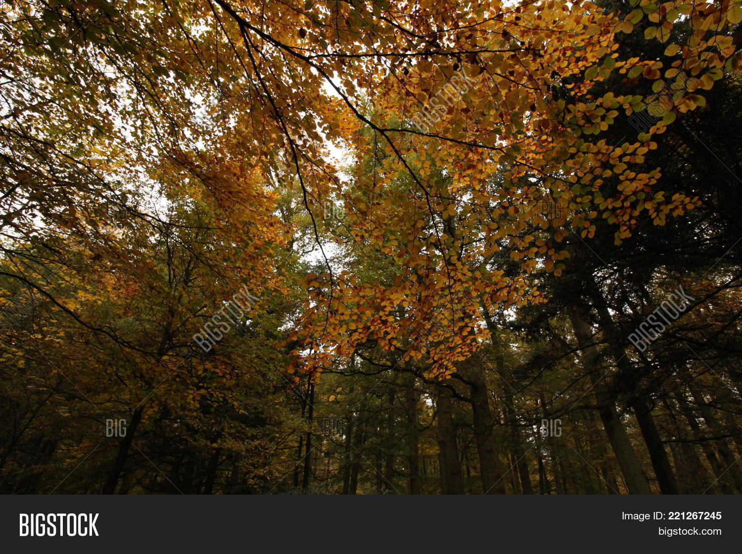 Image Preview