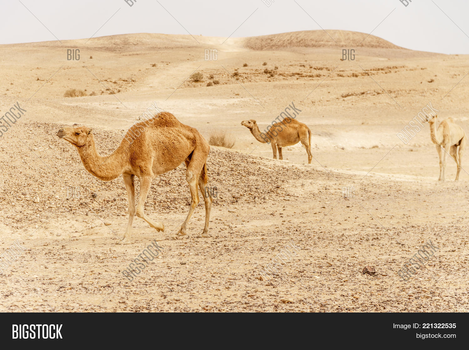 интересные факты о верблюдах для детей. слова по составу. верблюд по составу. верблюд по составу. интересные факты о верблюдах.