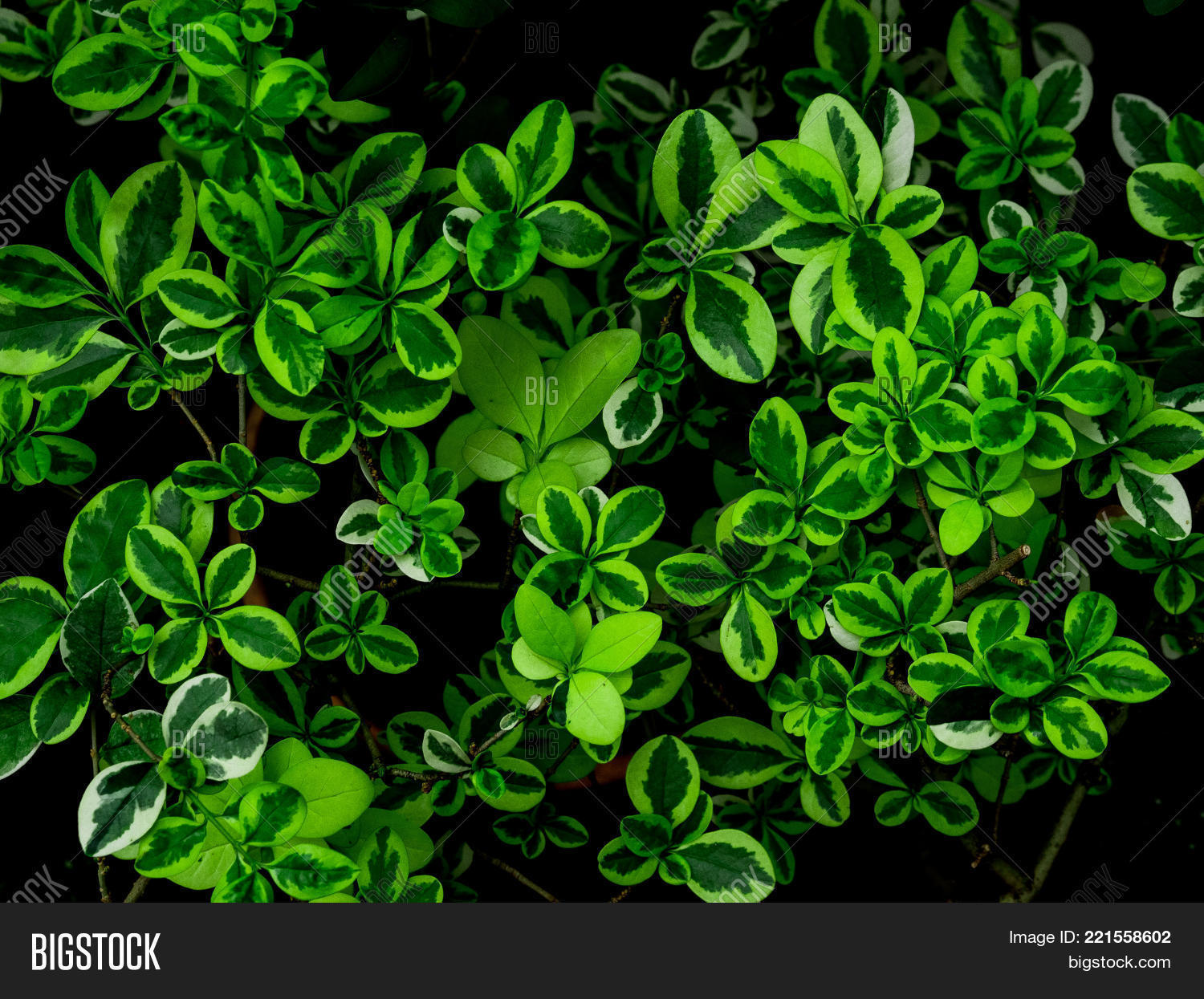 Image Preview