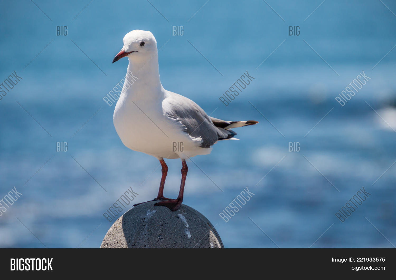 Image Preview