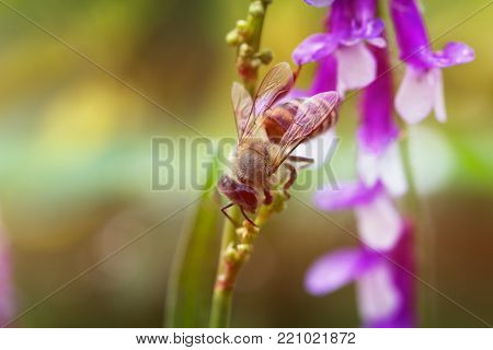 purple or lilac flower with a bee collecting pollen or nectar. Purple flower like a daisy in flower bed.spring (summer) lilac (purple) flower and bee. Bee on a flower