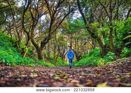 Low angle view of male tourist hiking through mystic forest of ancient trees on the island of El Hierro near the coast of Morocco, Canary Islands, Spain, Europe