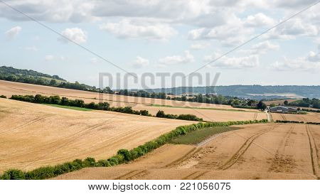 Wheat field and farm. A rural English countryside farming scene across fields of wheat looking towards a distant fam.
