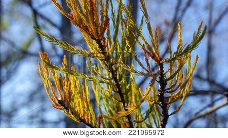 autumn leaf on bald cypress tree fall foliage