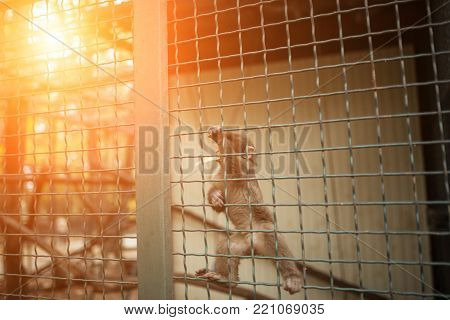 Little Monkey Is Animal In Cage The Zoo