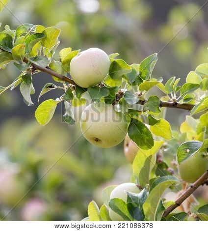 Fresh ripe green apples on tree in summer garden .