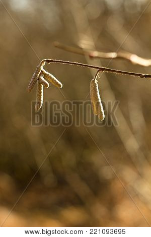 Lamb Corylus avellana, male inflorescence of hazel, spring background.