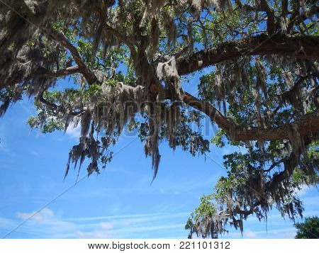 Bright Blue Sky and Spanish Moss.  Picture take on the East coast of GA, USA.