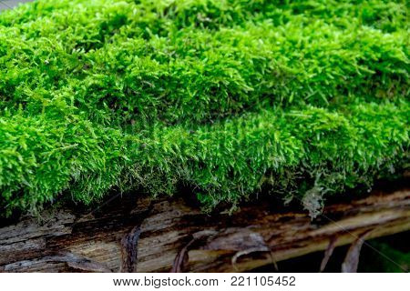 Texture Of Moss On Olg Tree Background