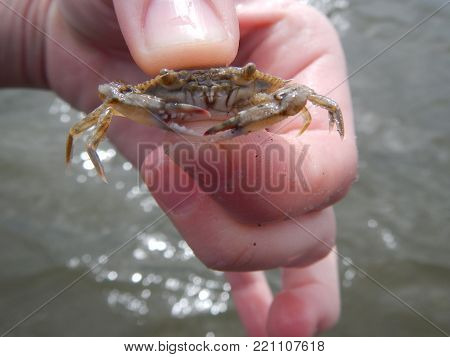 Small Crab Being Held. We Caught This Specimen Off The Coast Of Alabama In A Marine Lab Facility.
