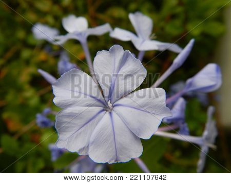 Beautiful Pale Blue Flower With Buds And Other Flowers In The Background