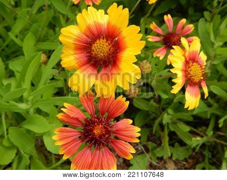Big Beautiful Flowers That Can Be Found In The Sand Dunes Near The Beach