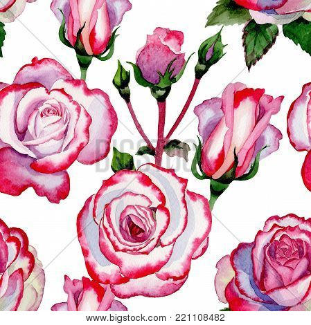 Wildflower hybrid rose flower pattern in a watercolor style. Full name of the plant: hybrid rose, hulthemia, rosa. Aquarelle wild flower for background, texture, wrapper pattern, frame or border.