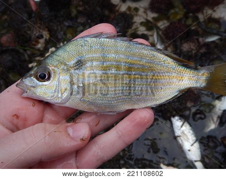 A yellow pinstriped fish.  This silver fish was caught for observational purposes in a trolling net.