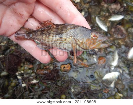 small salt water fish 