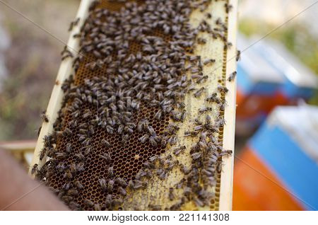 Bee Colony On The Honeycombs. Beekeeping And Getting Honey. Hive On The Background