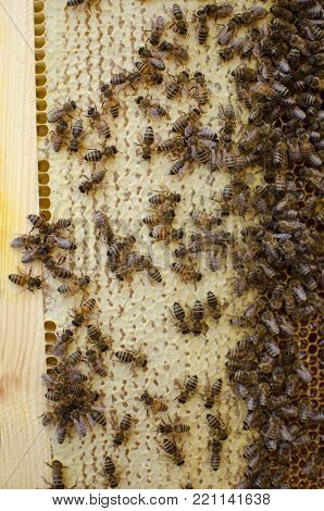 Bee Colony On The Honeycombs. Beekeeping And Getting Honey. Hive On The Background