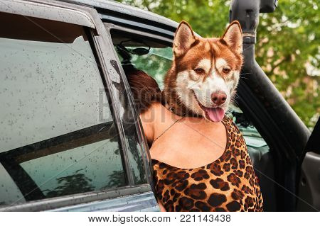 Husky dog looks out of the car.  Illusion is the head of a dog on the human body.