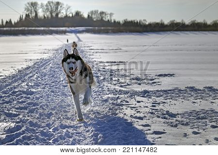 Funny siberian husky runs on the field. Dog is black and white with blue eyes. Front view.
