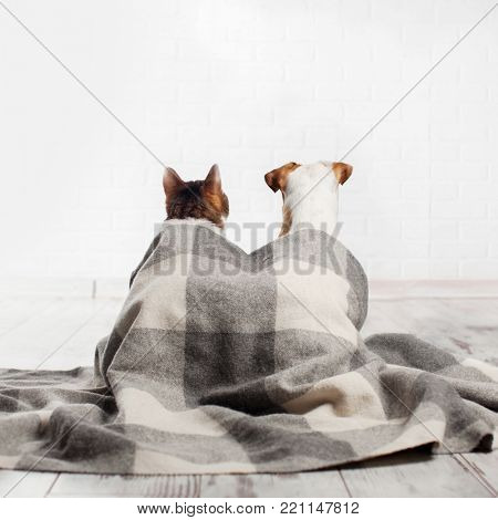 Dog and cat under a plaid. Pets sitting with their backs