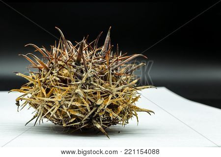 Dry dead cactus Feroccactus with long, powerful curved thorns. View from side to eye level.