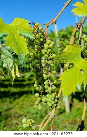 Photo picture of acinus unripe grape fresh green bunches