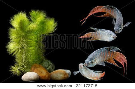 Macropodus opercularis - Paradise fish, Forktail fightingfish - aquarium fish