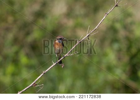 Bronze-winged Jacana Bird Walking In The Nature