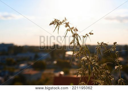 Marijuana. Hemp. Cannabis. Cannabis In The Sunset Sun And On A Blurred Background. Marijuana Bush Fo