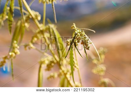 Marijuana. Hemp. Cannabis. Cannabis In The Sunset Sun And On A Blurred Background. Marijuana Bush Fo