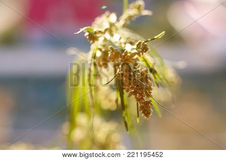 Marijuana. Hemp. Cannabis. Cannabis In The Sunset Sun And On A Blurred Background. Marijuana Bush Fo