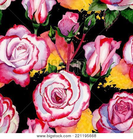 Wildflower hybrid rose flower pattern in a watercolor style. Full name of the plant: hybrid rose, hulthemia, rosa. Aquarelle wild flower for background, texture, wrapper pattern, frame or border.
