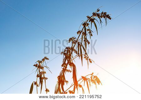 Marijuana. Hemp. Cannabis. Cannabis In The Sunset Sun And On A Blurred Background. Marijuana Bush Fo