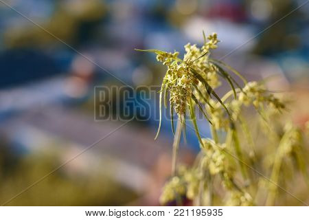 Marijuana. Hemp. Cannabis. Cannabis In The Sunset Sun And On A Blurred Background. Marijuana Bush Fo