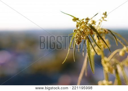 Marijuana. Hemp. Cannabis. Cannabis In The Sunset Sun And On A Blurred Background. Marijuana Bush Fo