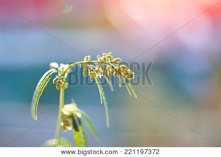 Marijuana. Hemp. Cannabis. Cannabis In The Sunset Sun And On A Blurred Background. Marijuana Bush Fo