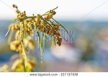 Marijuana. Hemp. Cannabis. Cannabis In The Sunset Sun And On A Blurred Background. Marijuana Bush Fo