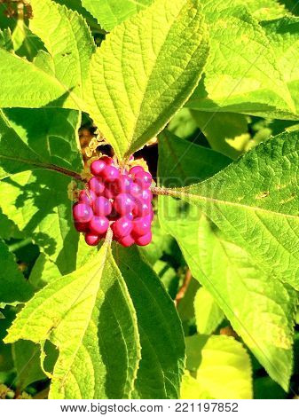 Pink Berries On A Bush