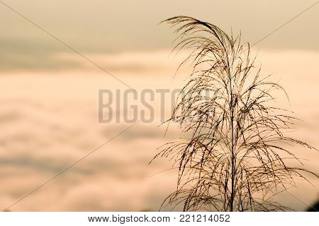 foreground of grass flower with Early morning foggy sunrise on top of mountain soft focus.