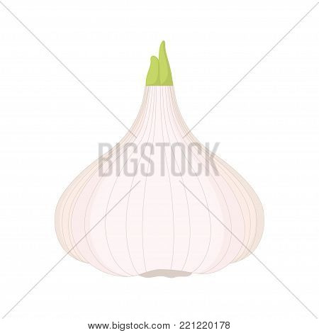 the head of garlic slept on a white background, healthy food, a healthy vegetable that kills germs, a fuse of infections, an enhancer of immunity