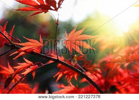 Close-up of bright red Japanese maple or Acer palmatum leaves on the autumn garden