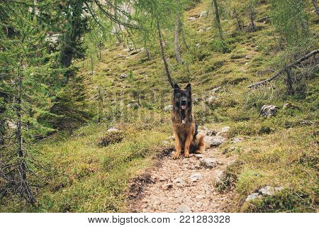 Picture Of A German Shepherd Dog On The Trails Of Cortina D'ampezzo, Dolomites, Italy