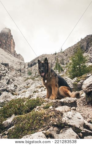Picture Of A German Shepherd Dog On The Trails Of Cortina D'ampezzo, Dolomites, Italy