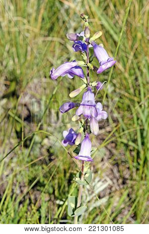 Bush Penstemon in the Prairie of the Black Hills in Custer State Park in South Dakota