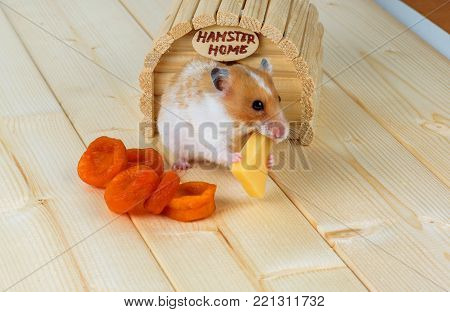 A hamster close-up eats cheese near its wooden house.