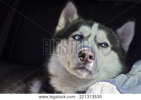 Dreamy view of the Siberian husky dog black and white color with blue eyes.