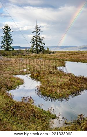 large trees in grassy wetland with clearing storm clouds and a rainbow